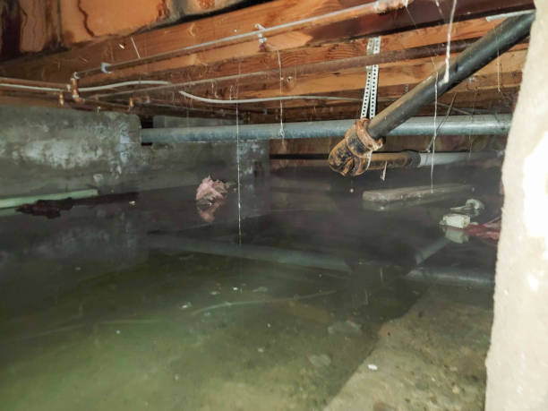 Best Water damage mitigation services  in Ocean Pointe, HI